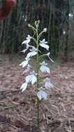 Image of Habenaria plantaginea Lindl.