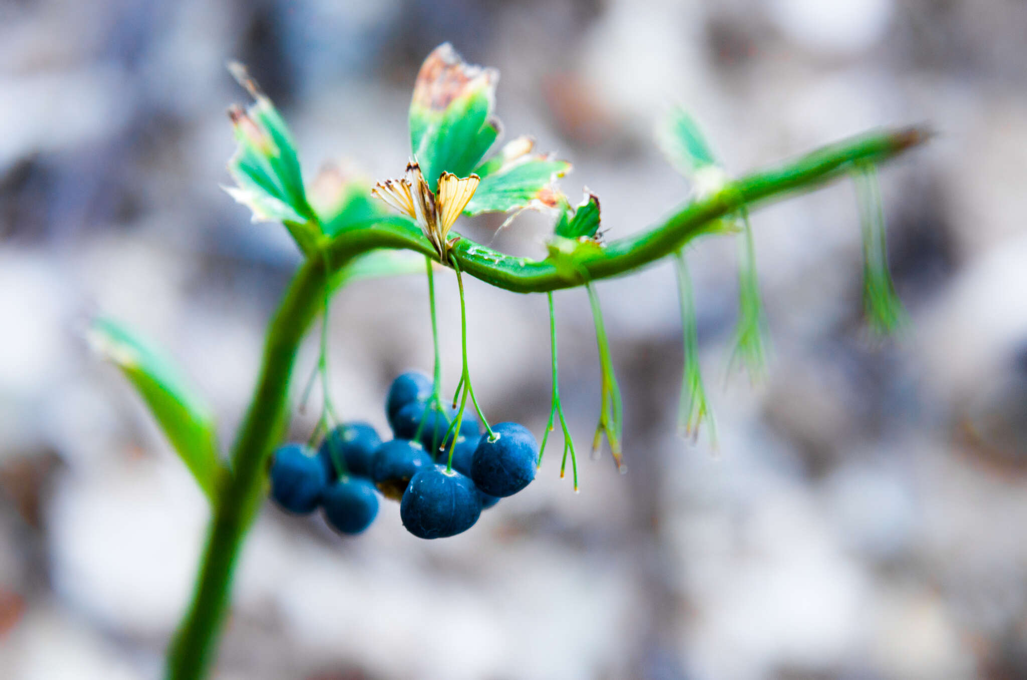 Image of Polygonatum orientale Desf.