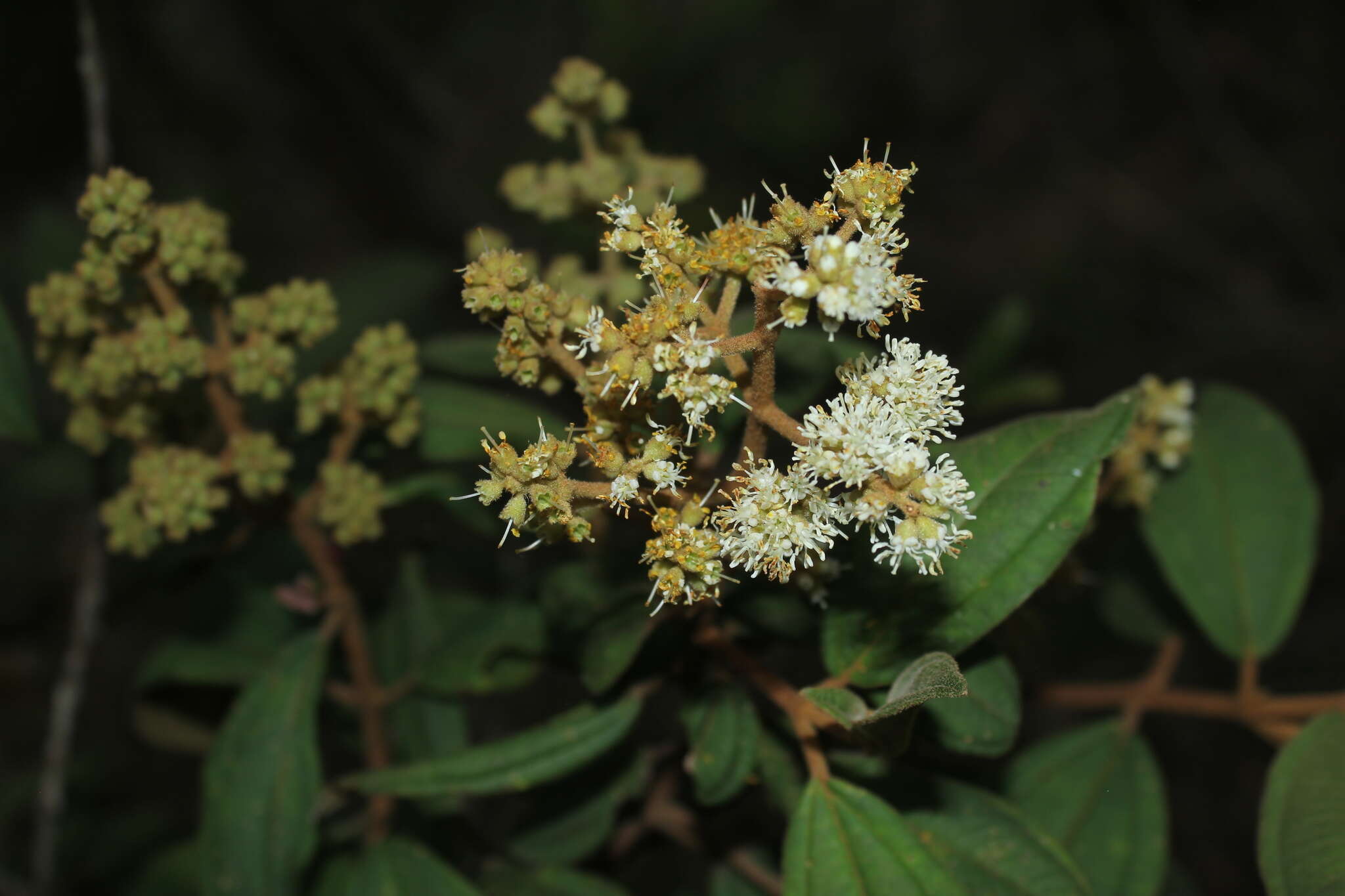 Image of Miconia cataractae Triana