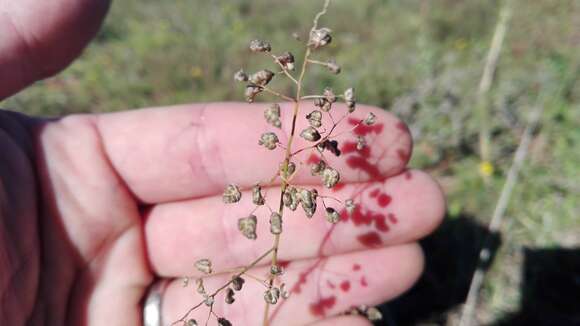 Image of Eragrostis obtusa Munro ex Ficalho & Hiern