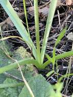 Image of Hyacinthoides mauritanica (Schousb.) Speta