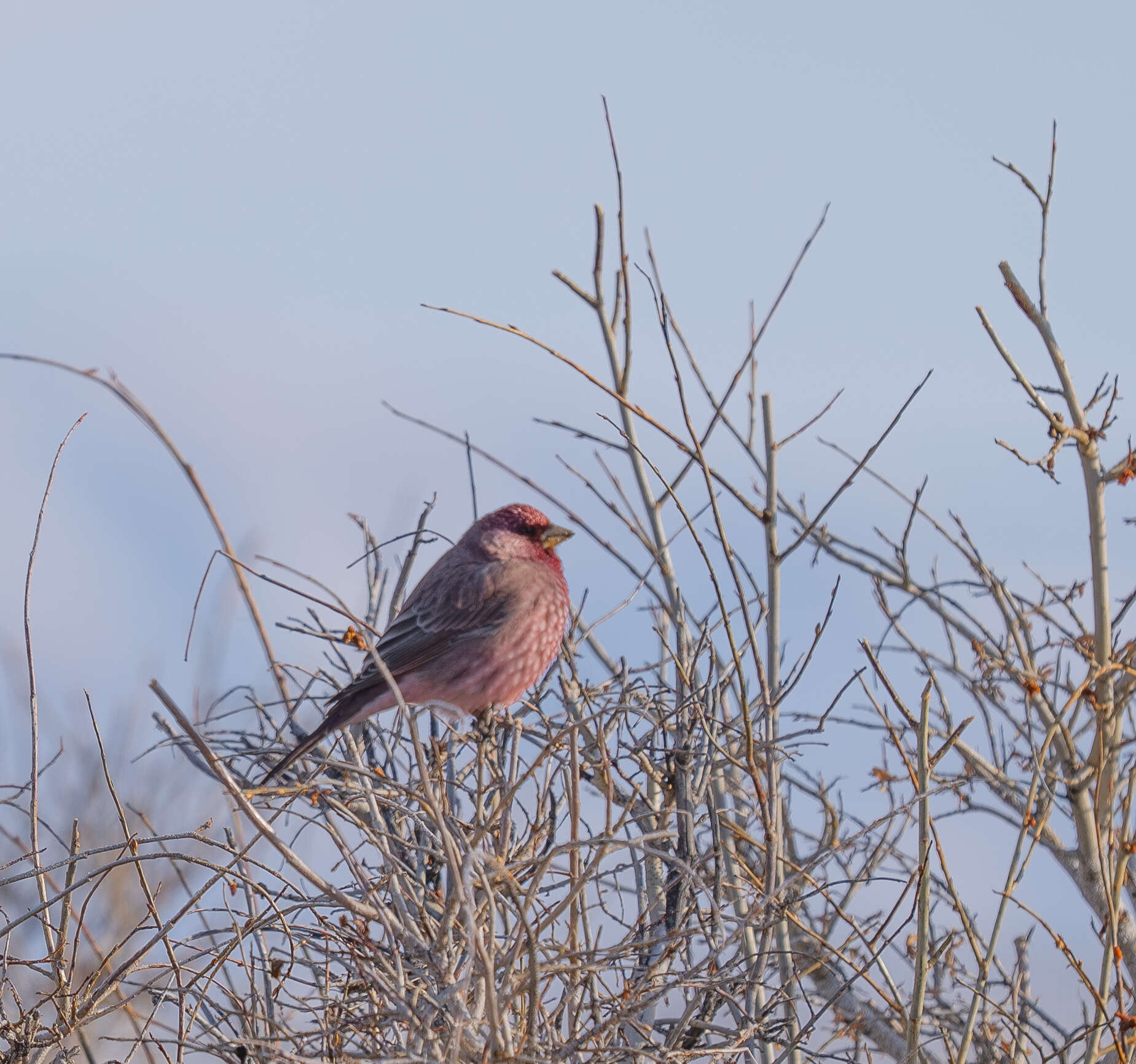 Image of Great Rosefinch