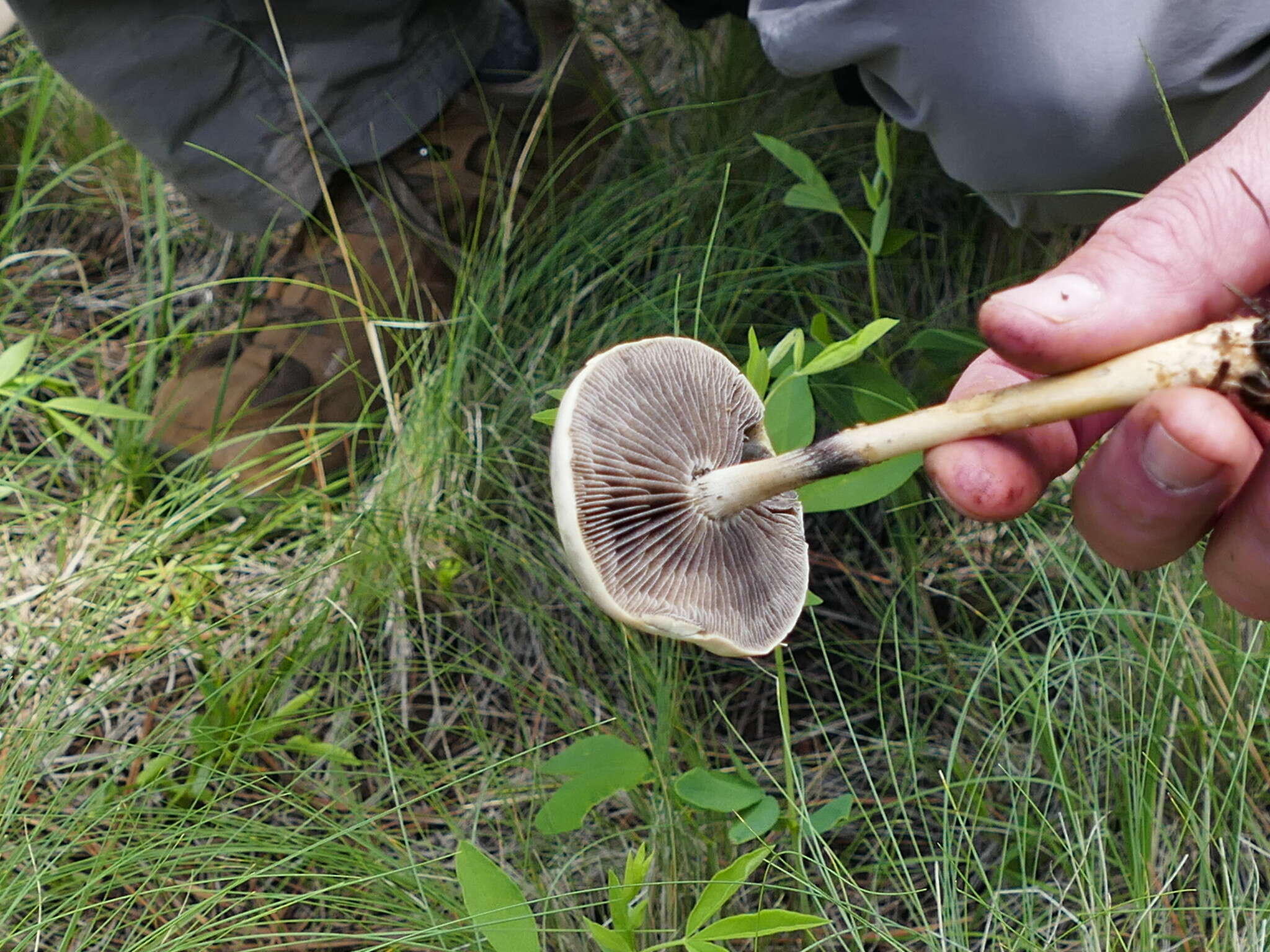 صورة Protostropharia