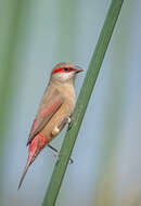 Image of Crimson-rumped Waxbill