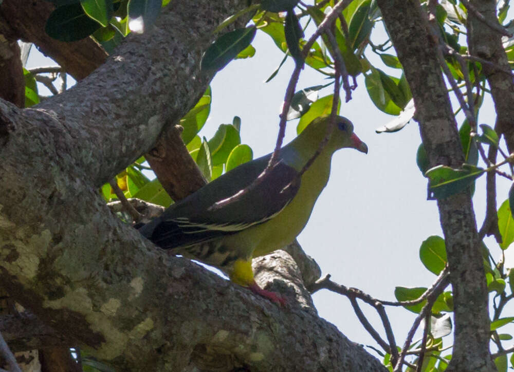 Image of African Green Pigeon