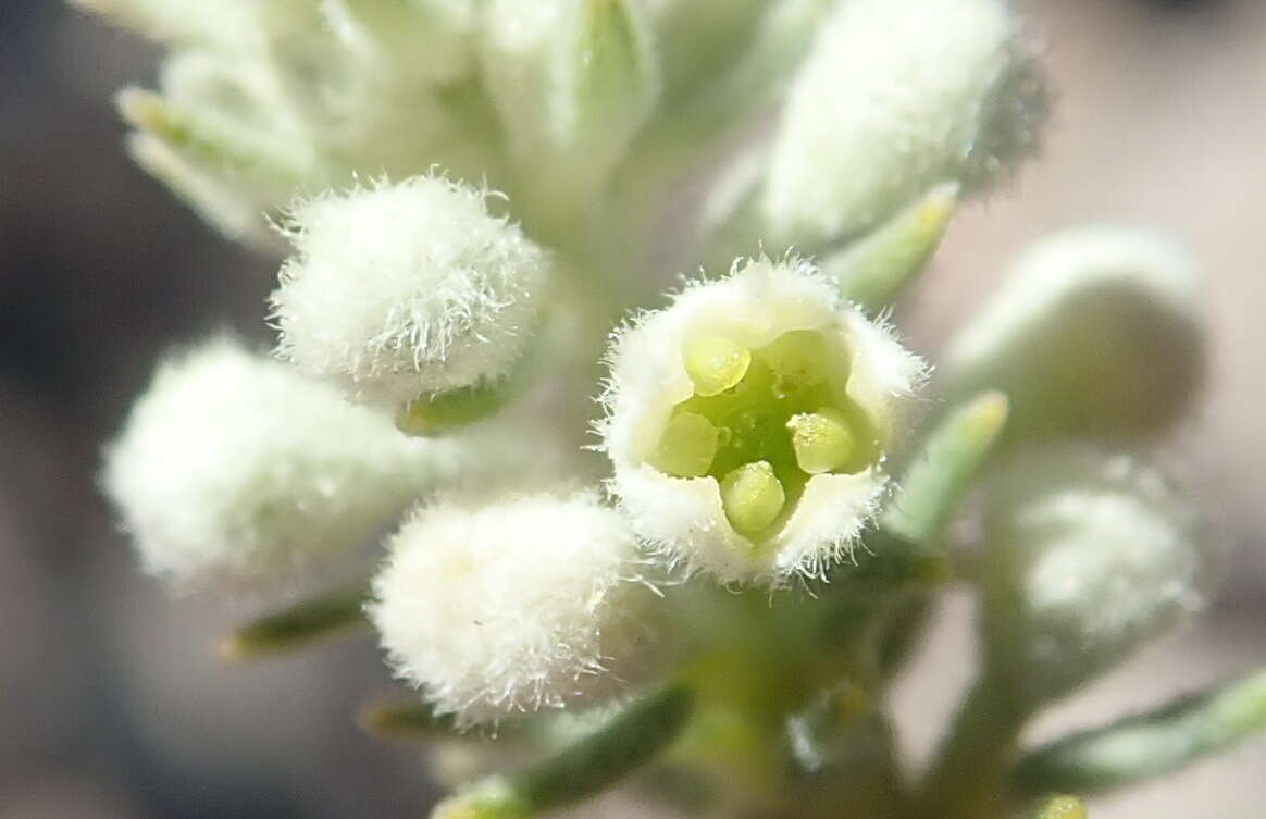 Image of Phylica axillaris var. pulchra Pillans