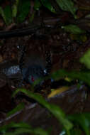 Image of Dull-mantled Antbird