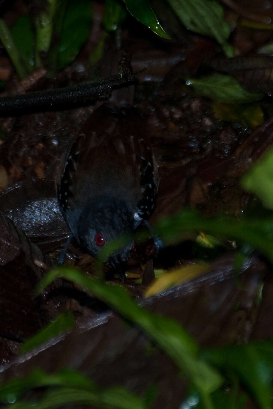 Image of Dull-mantled Antbird