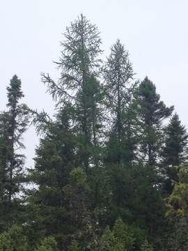 Image of American Larch