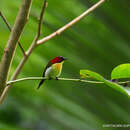 Image of Lovely Sunbird