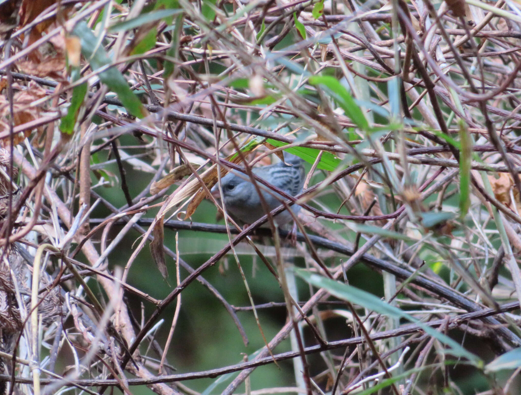 Image of Gray Bunting