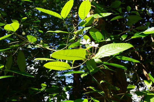 Image of Kopsia fruticosa (Ker-Gawl.) A. DC.