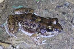 Слика од Leptodactylus troglodytes Lutz 1926