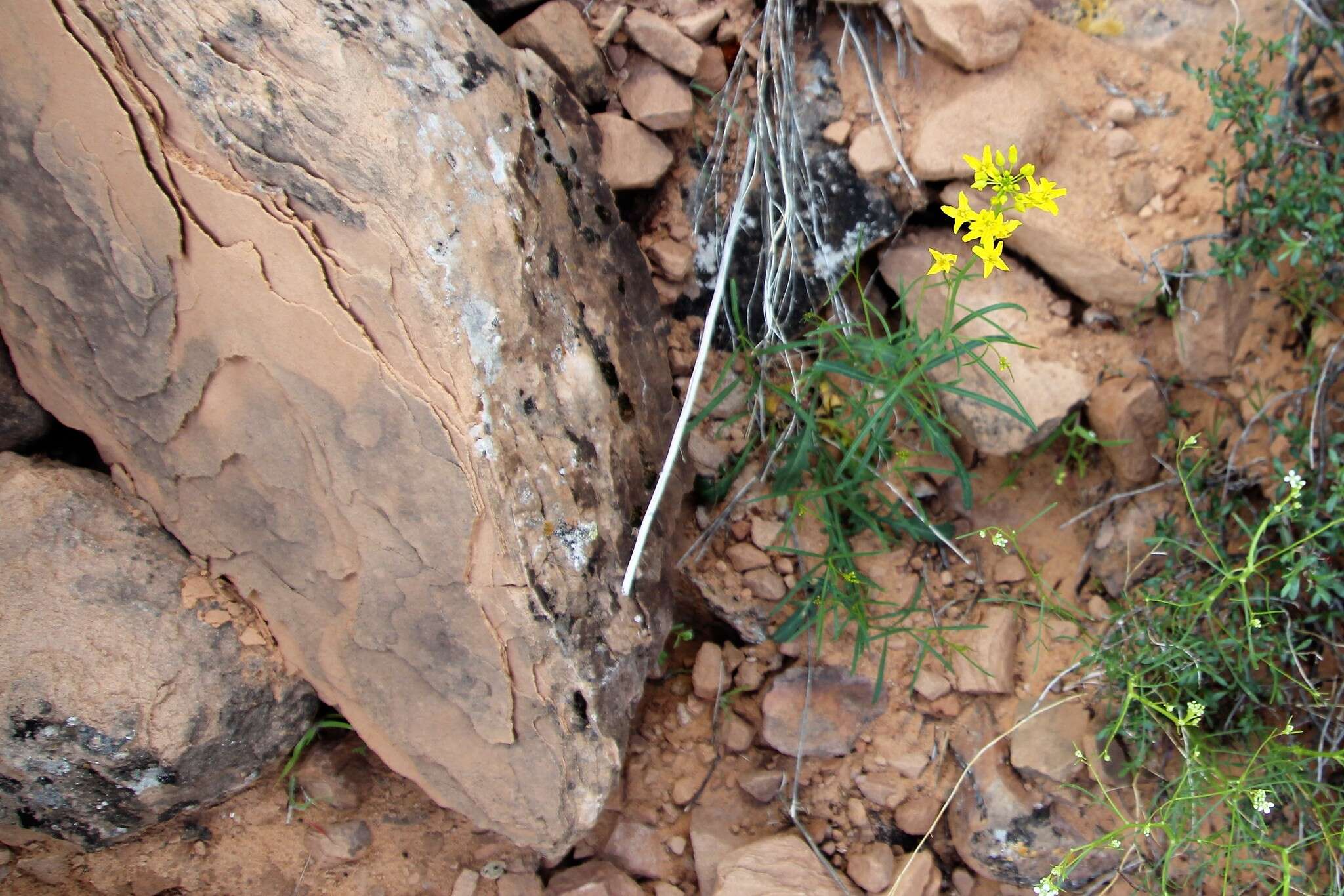 Sisymbrium linifolium (Nutt.) Nutt.的圖片