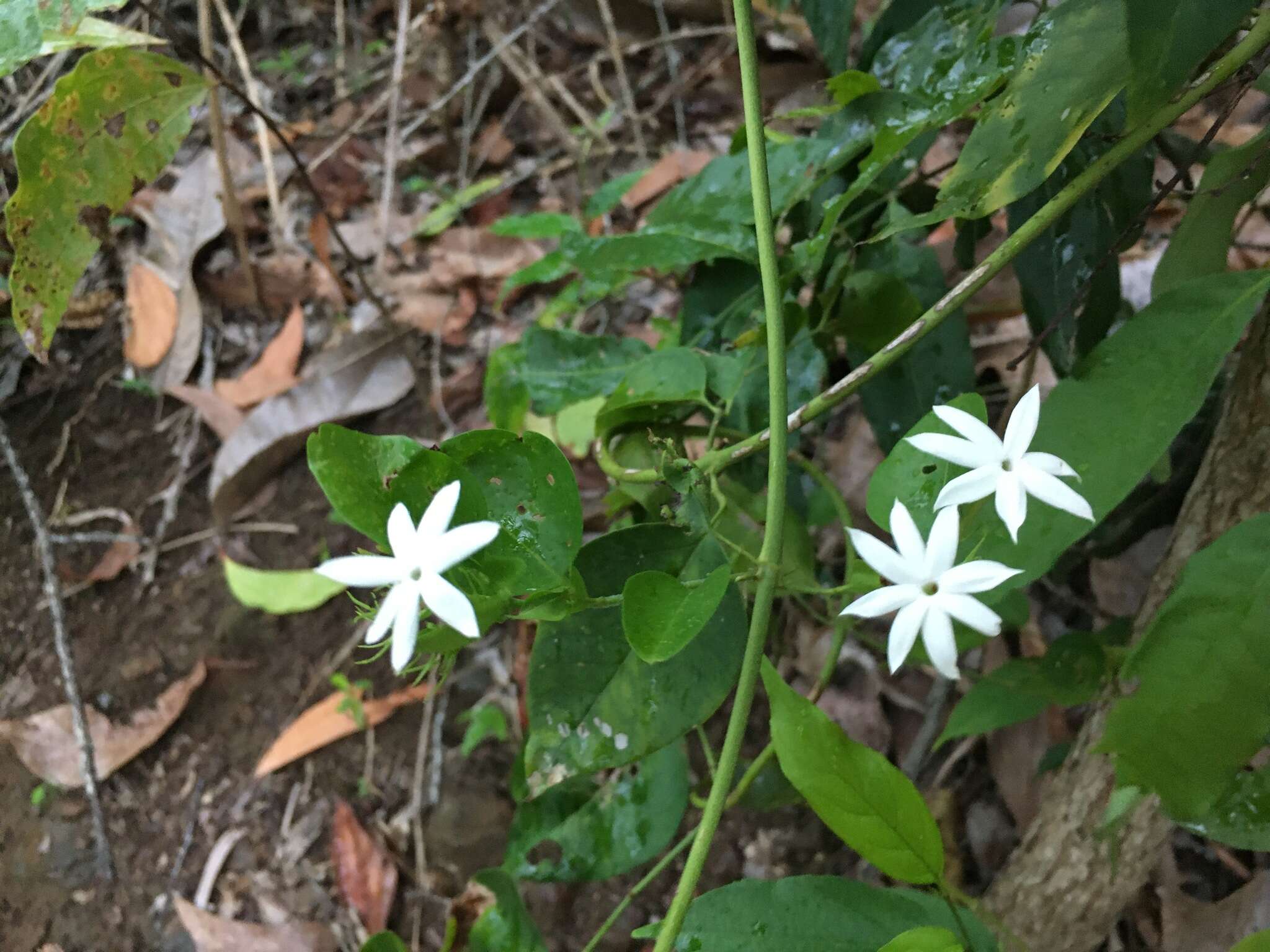 Image of Jasmine, Native