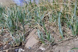 Image of American dunegrass