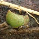 Image of Cotylana acutipennis (Kirkaldy 1906)