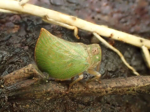 Image of Cotylana acutipennis (Kirkaldy 1906)