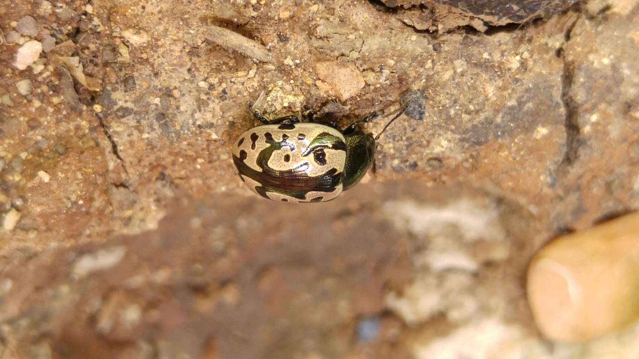 Image of <i>Calligrapha ancoralis</i>