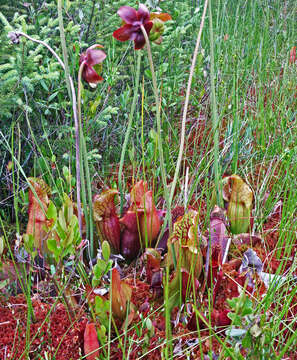 Image of purple pitcherplant