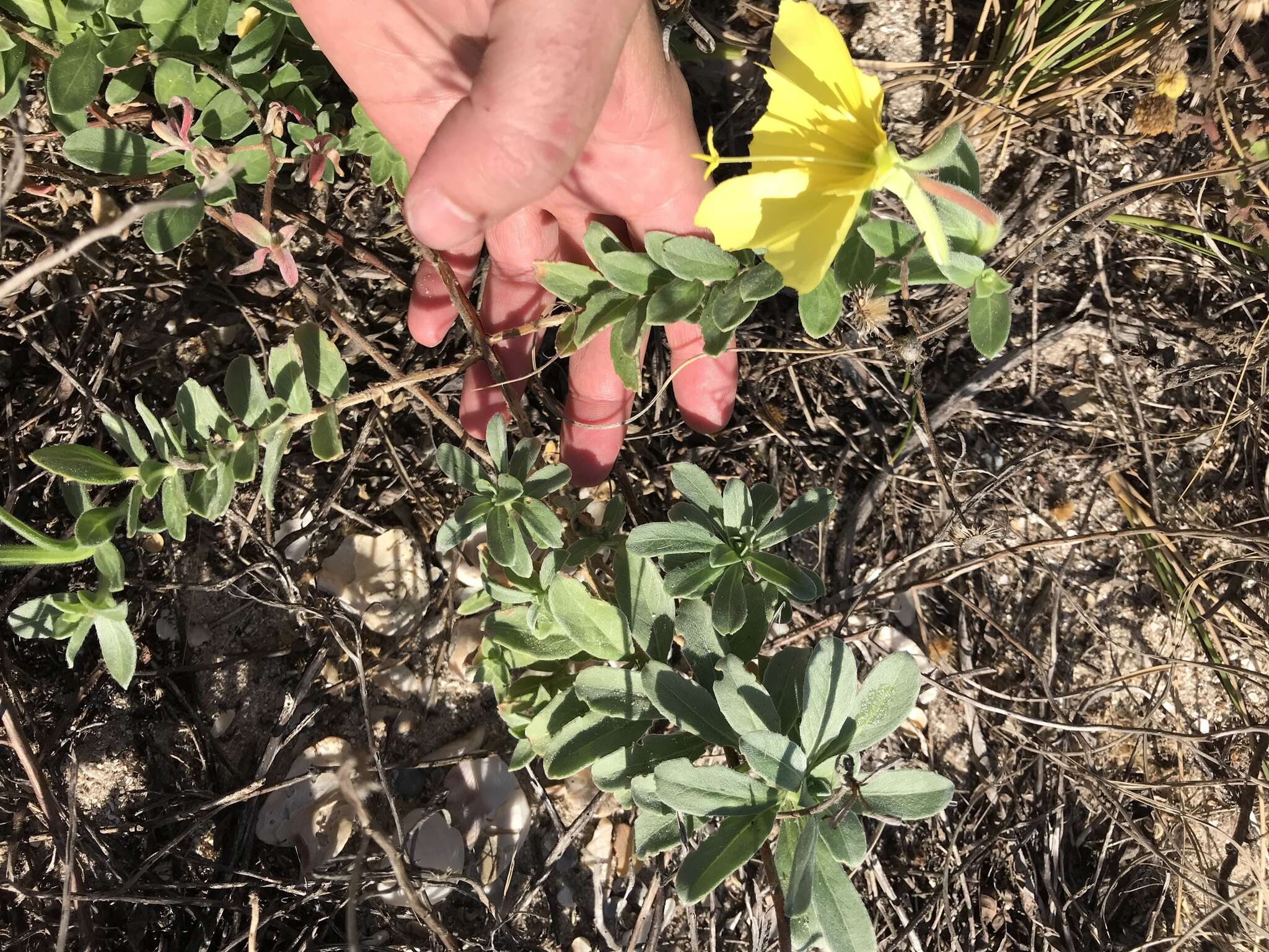 Image of beach evening primrose