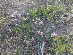 Image of Kalmia microphylla (Hook.) A. Heller