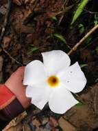 Image de Mandevilla boliviensis (Hook. fil.) R. E. Woodson