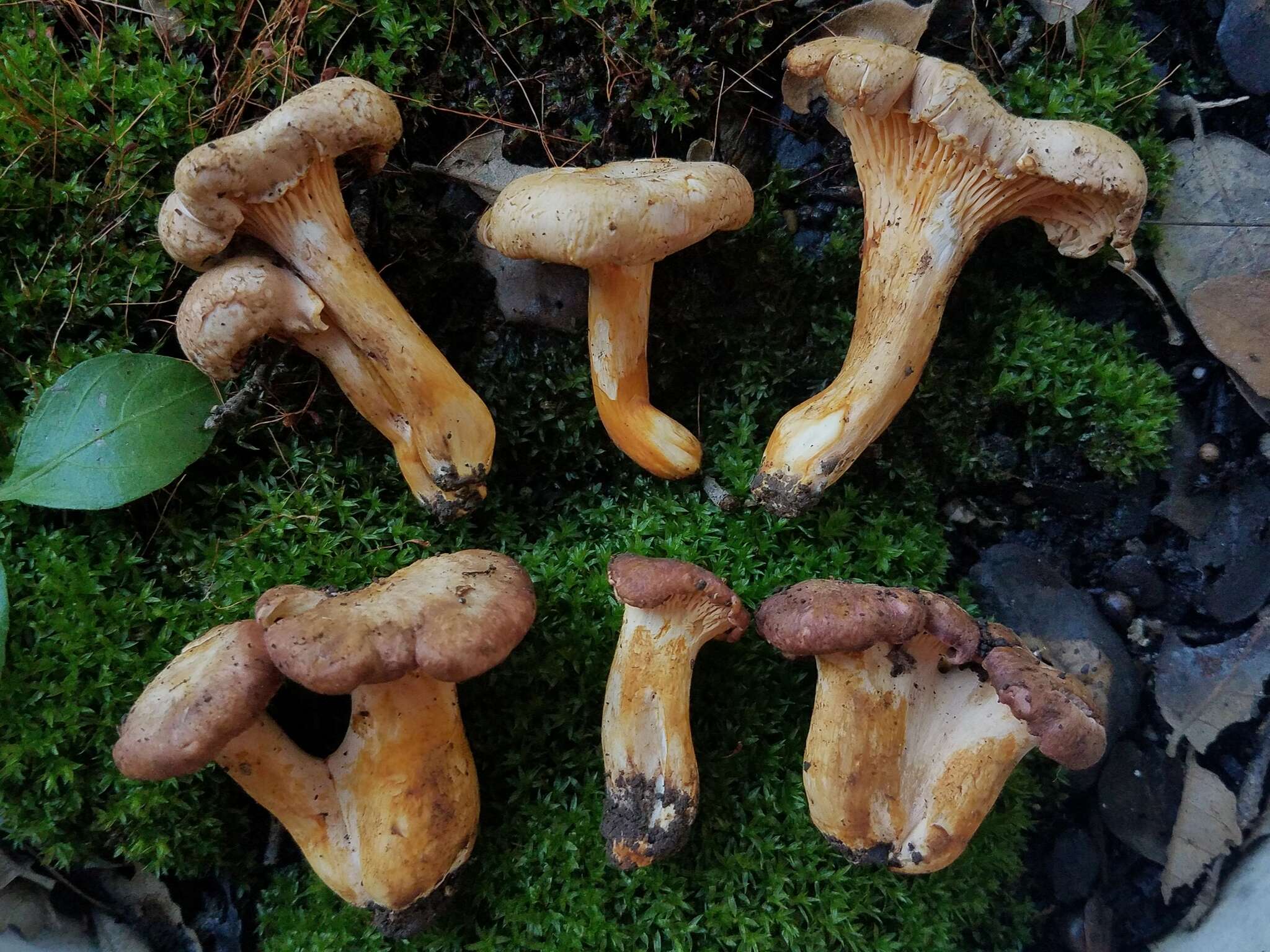 Plancia ëd Cantharellus lewisii Buyck & V. Hofst. 2011