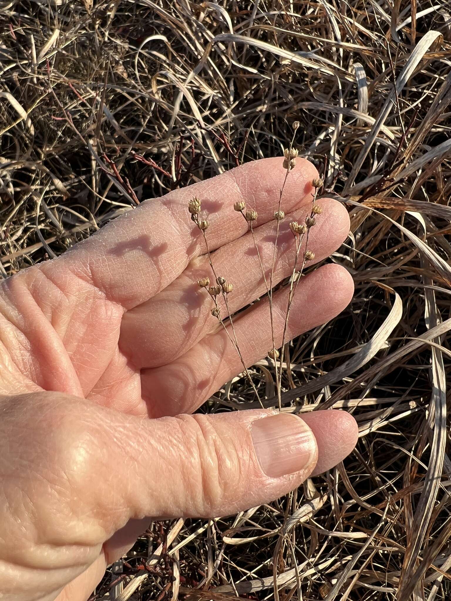 Image of Sandplain Flax