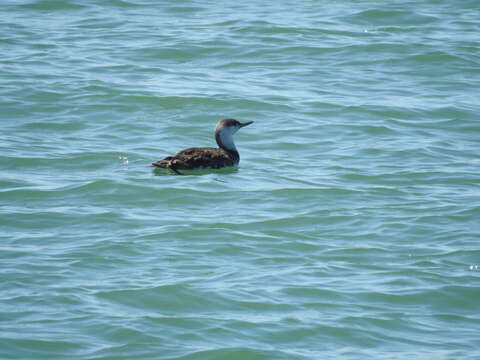 Image of Red-throated Diver