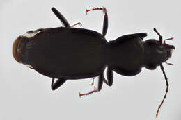 Image of Pterostichus (Feronina) palmi Schaeffer 1910