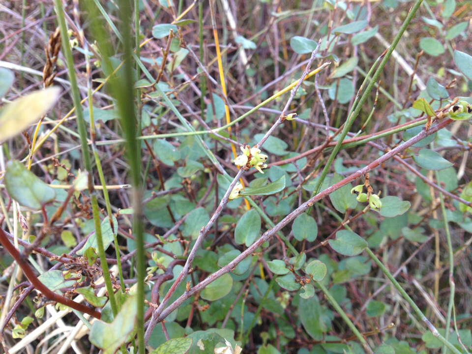 Image of maidenhair vine