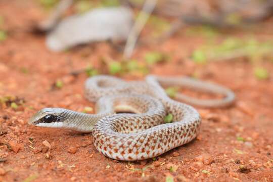 Image of Rufous Beaked Snake