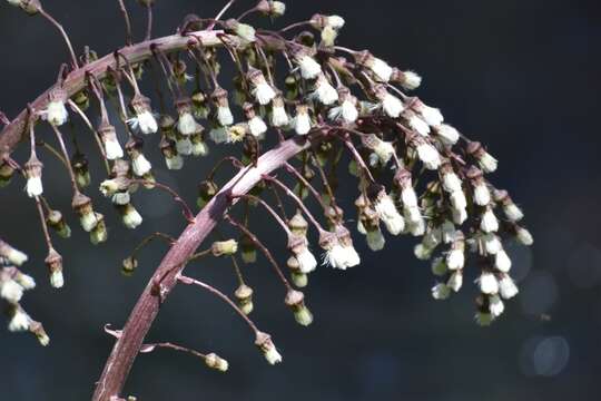 Image of pestilence wort