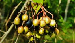 Image of Black Haw Viburnum