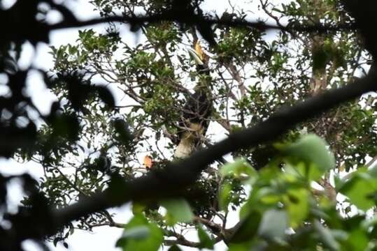 Image of Malayan Rhinoceros Hornbill