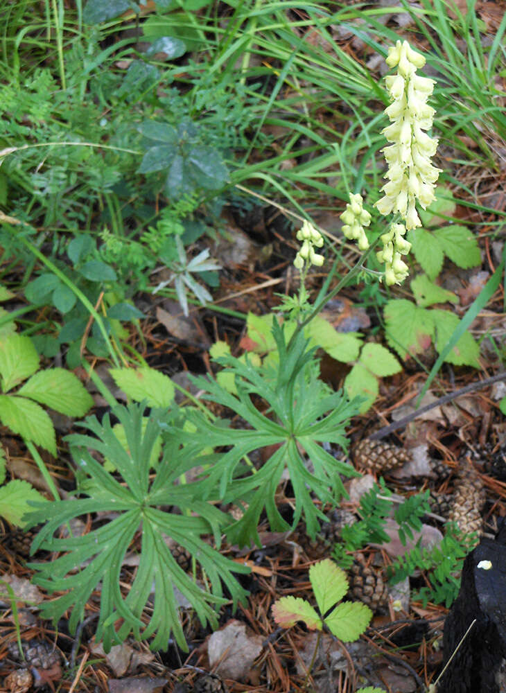 Imagem de Aconitum barbatum Pers.