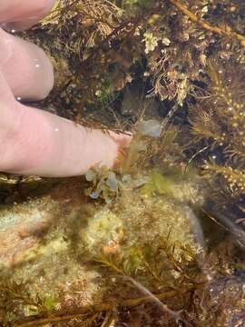 Image of Dictyopteris undulata