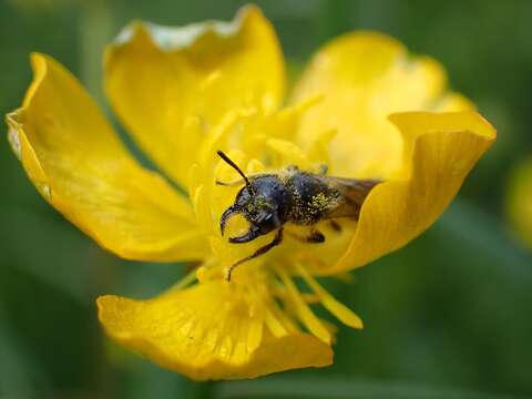 Imagem de Chelostoma florisomne (Linnaeus 1758)