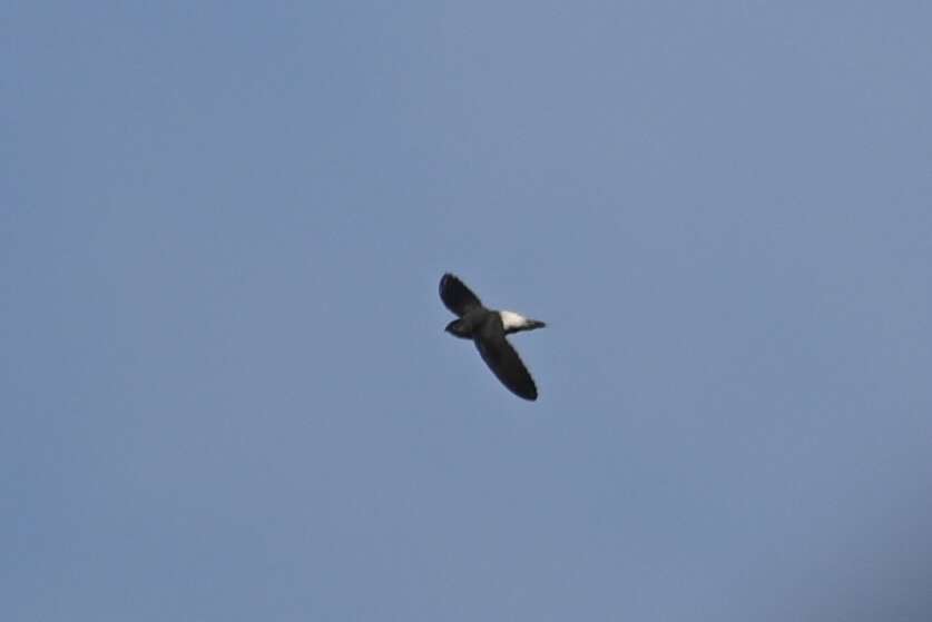 Image of Pale-rumped Swift