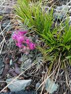 Image de Oxytropis stenophylla Bunge