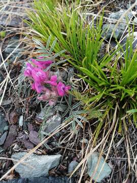 Plancia ëd Oxytropis stenophylla Bunge