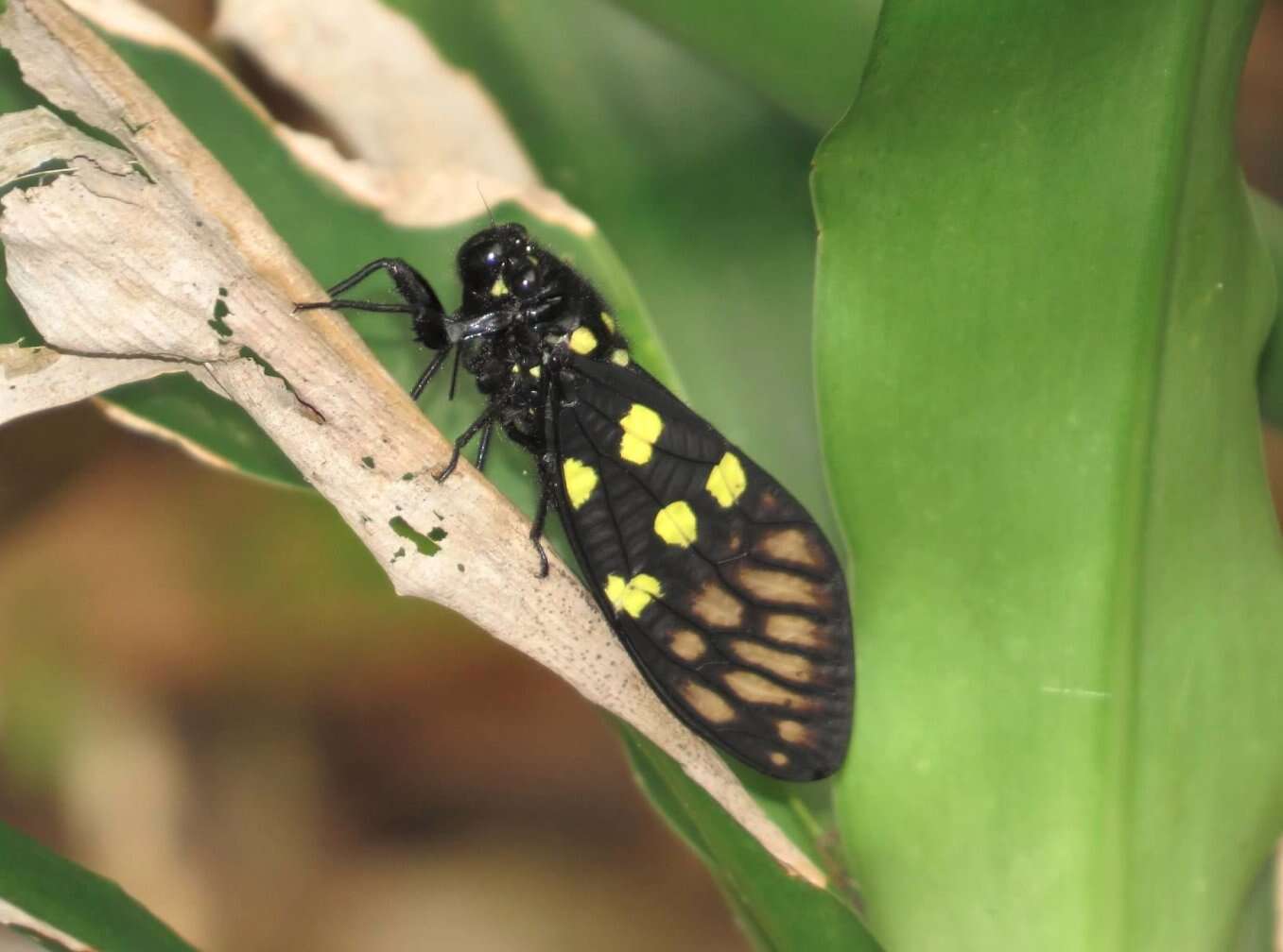 Image of Gaeana maculata (Drury 1773)