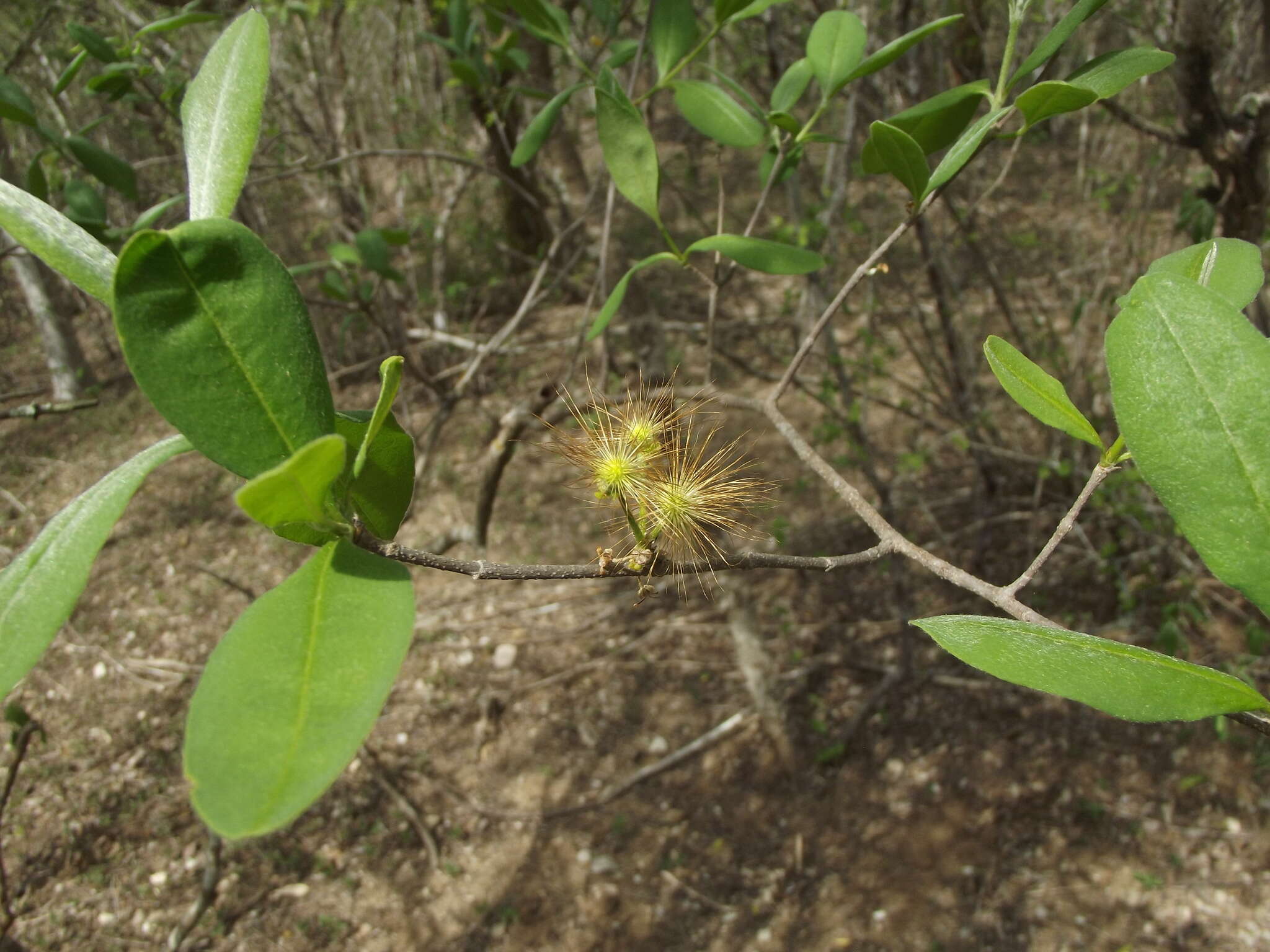 صورة Lasiocarpus ferrugineus Gentry