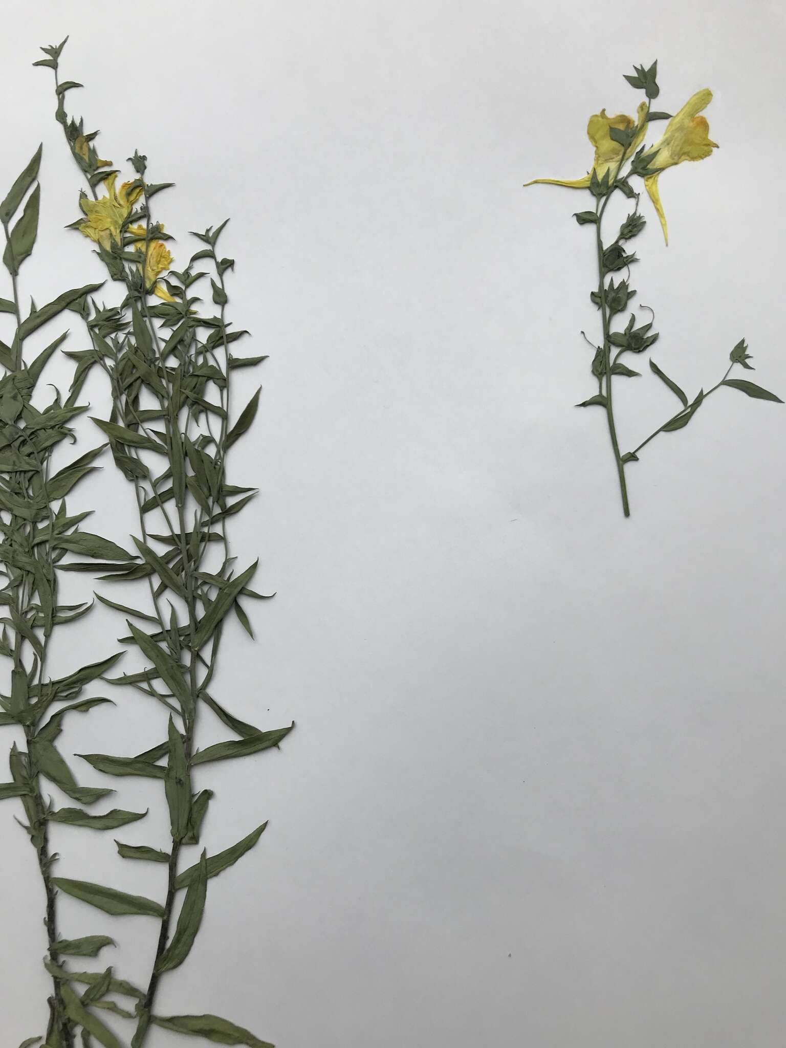 Plancia ëd Linaria dalmatica subsp. dalmatica