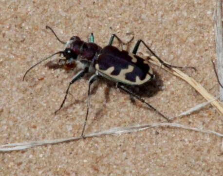 Image of Big Sand Tiger Beetle