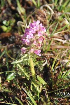 Imagem de Pedicularis arctoeuropaea (Hultén) U. Molau & D. F. Murray