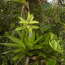 Image of Werauhia urbaniana (Mez) J. R. Grant