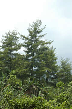 Image of Pinus strobus var. chiapensis Martínez