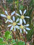 Image of Iocenes acanthifolius subsp. virens (Phil.) B. Nord.